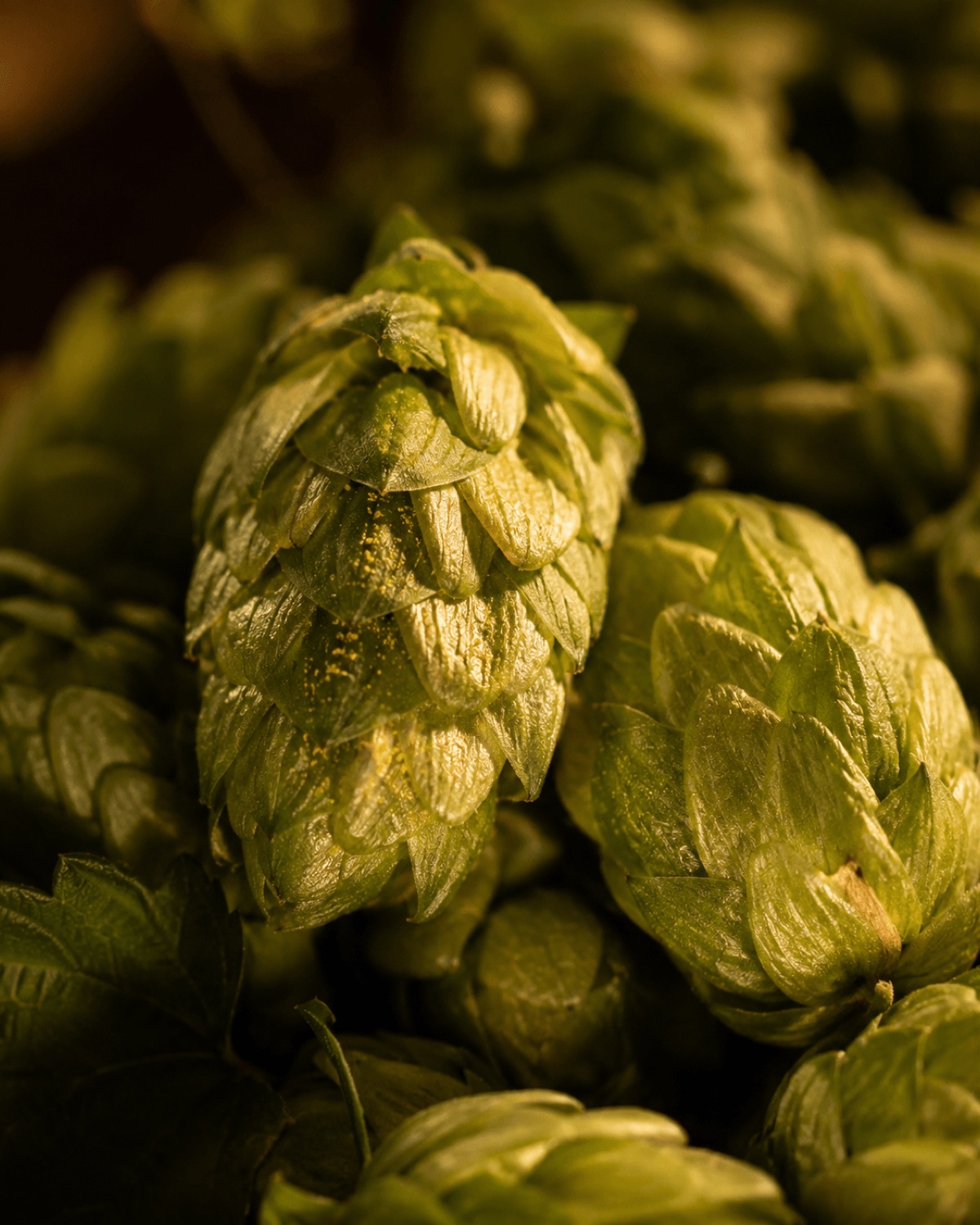 Крупный план хмеля для дегустационных подсказок BrewNote